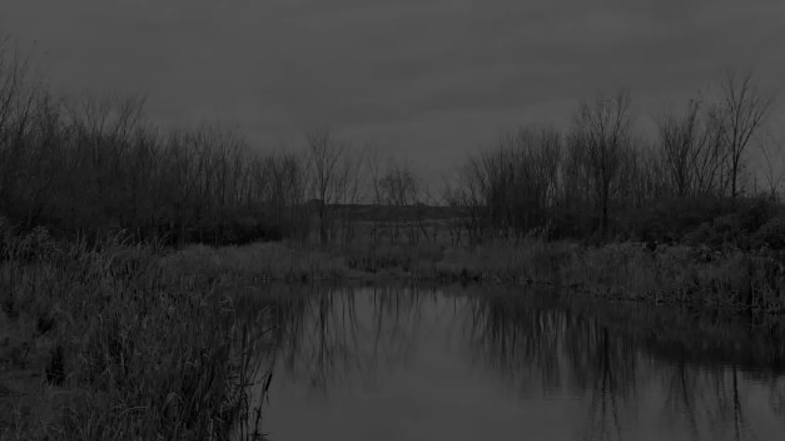 Dawoud Bey American, born 1953, Untitled #12 (The Marsh) 