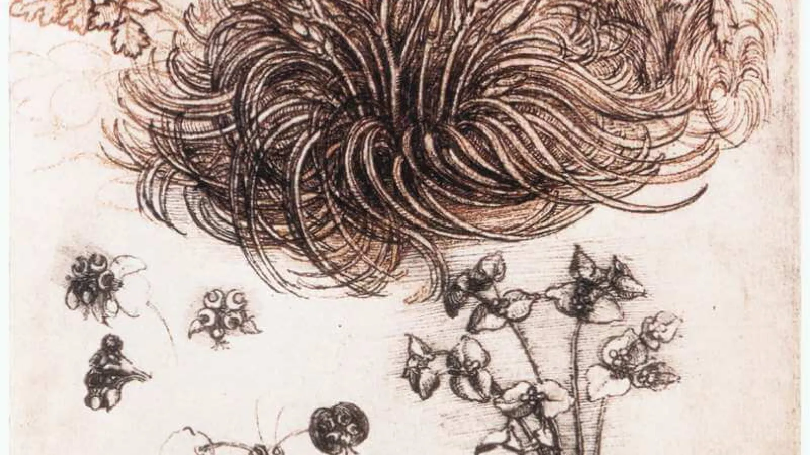 Leonardo da Vinci, Drawing of the Start of Bethlehem Plant, c. 1506-1508