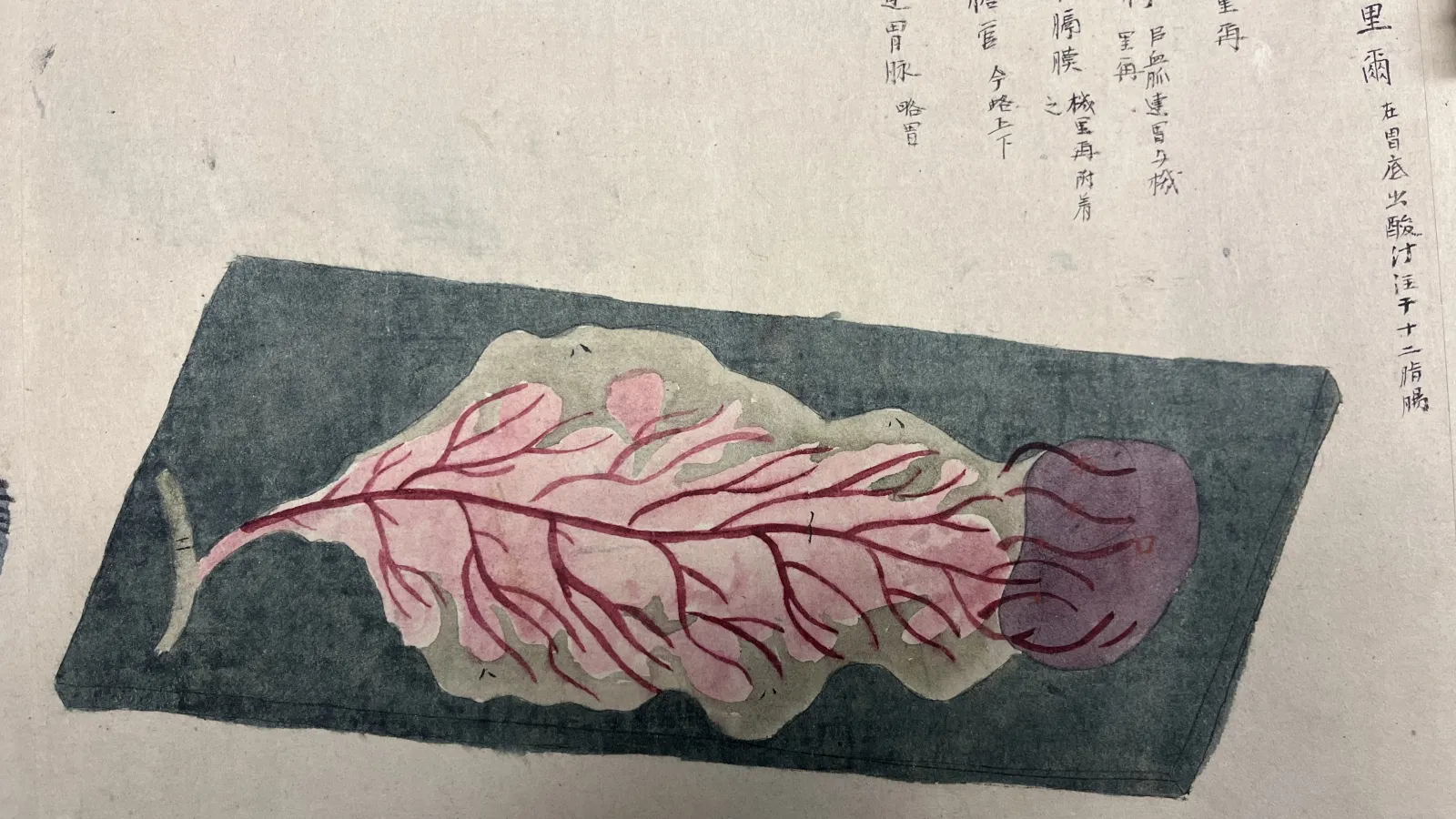 Anatomical illustration.