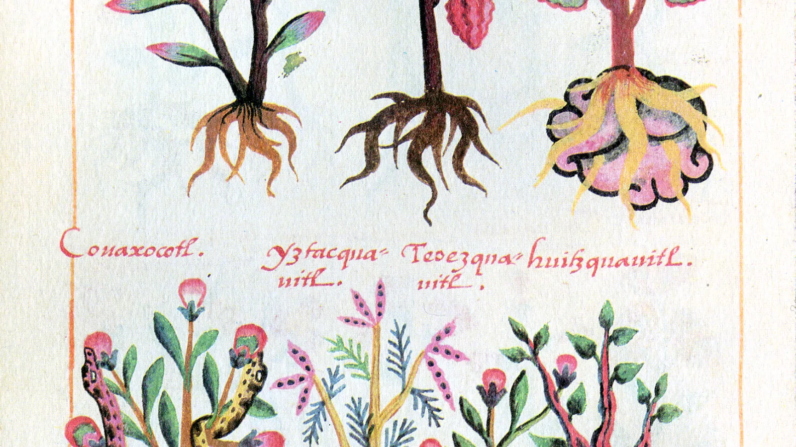 Botanical Manuscript