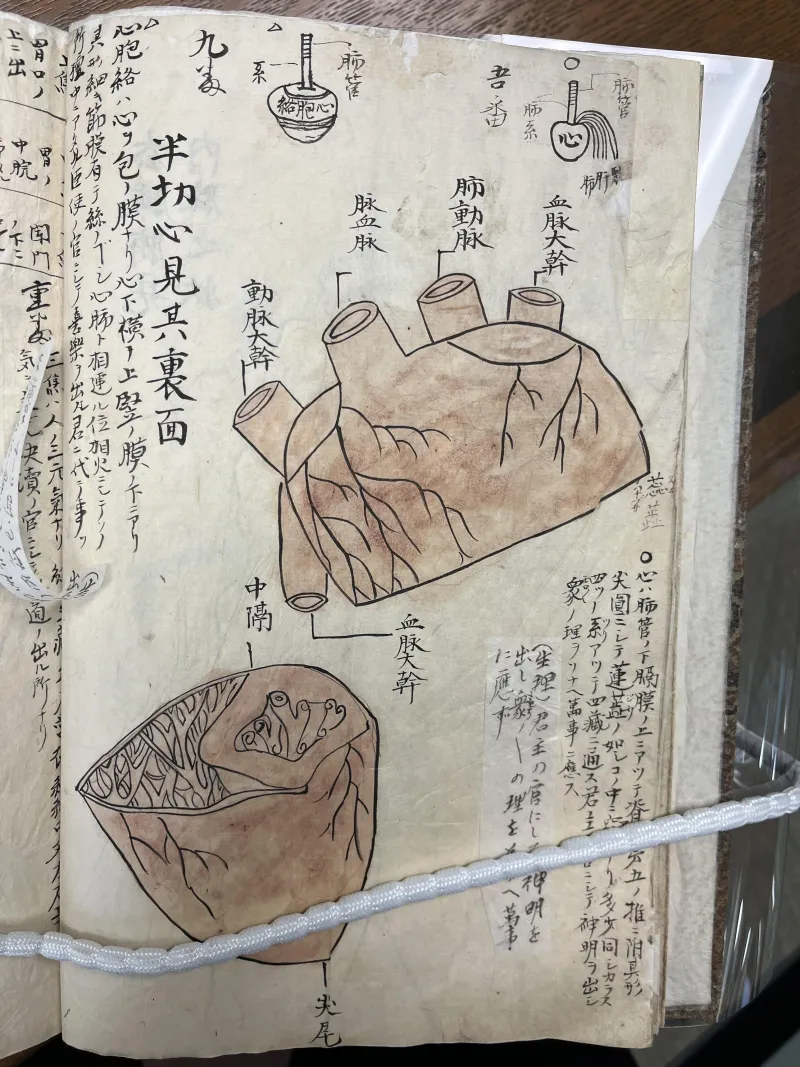Drawing of anatomical heart with  Japanese characters.
