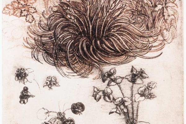 Leonardo da Vinci, Drawing of the Start of Bethlehem Plant, c. 1506-1508