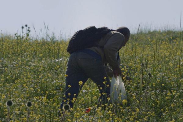 Man in field- Jumana Manna