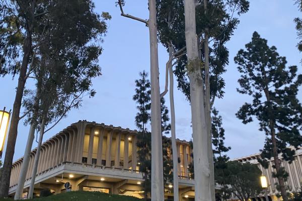 Trees in front of a lit building in the evening.
