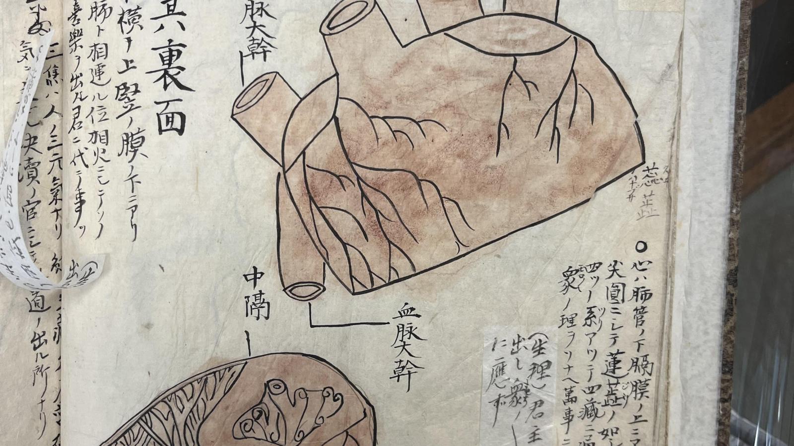 Drawing of anatomical heart with  Japanese characters.